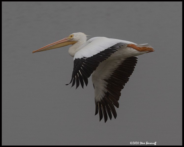 _0SB0197american white pelican in fog.jpg